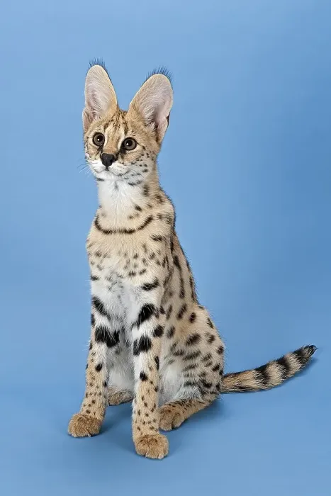 Framed Print : Serval (Leptailurus serval), 5 months Framed Print : Serval (Leptailurus serval), 5 months