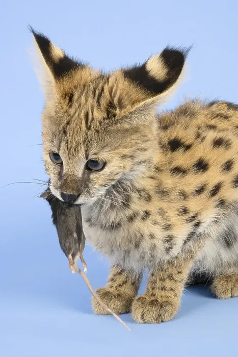 Framed Print : Serval (Leptailurus serval), eats mouse Framed Print : Serval (Leptailurus serval), eats mouse