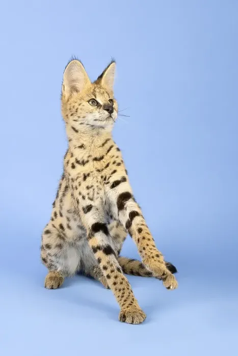 Framed Print : Serval (Leptailurus serval), excited Framed Print : Serval (Leptailurus serval), excited