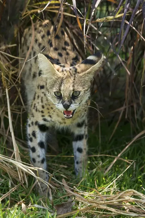 Framed Print : Serval (Leptailurus serval) hissing