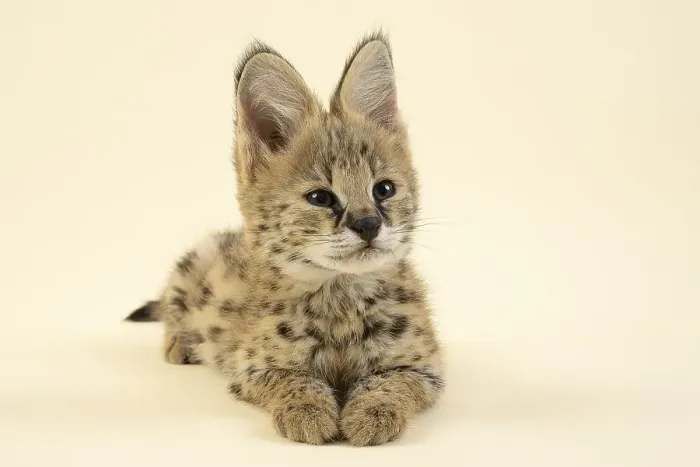 Framed Print : Serval (Leptailurus serval), juvenile