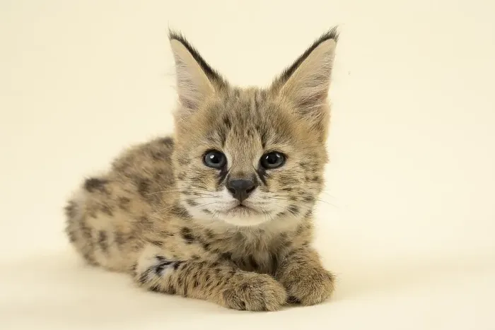 Framed Print : Serval (Leptailurus serval), juvenile Framed Print : Serval (Leptailurus serval), juvenile