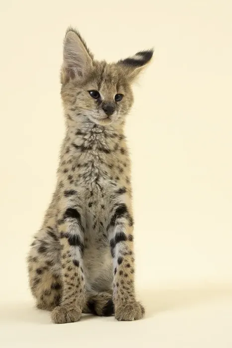 Framed Print : Serval (Leptailurus serval), juvenile