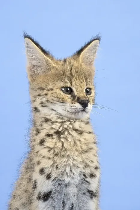 Framed Print : Serval (Leptailurus serval), juvenile Framed Print : Serval (Leptailurus serval), juvenile