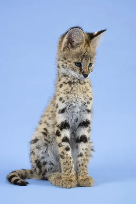 Framed Print : Serval (Leptailurus serval), juvenile Framed Print : Serval (Leptailurus serval), juvenile