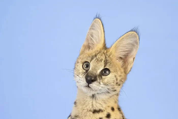 Framed Print : Serval (Leptailurus serval), juvenile