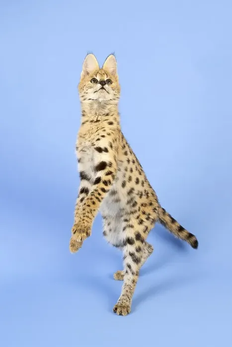 Framed Print : Serval (Leptailurus serval), juvenile
