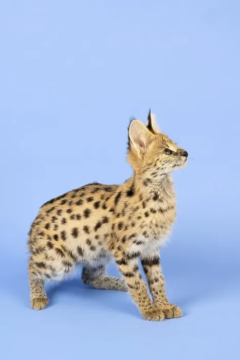 Framed Print : Serval (Leptailurus serval), juvenile