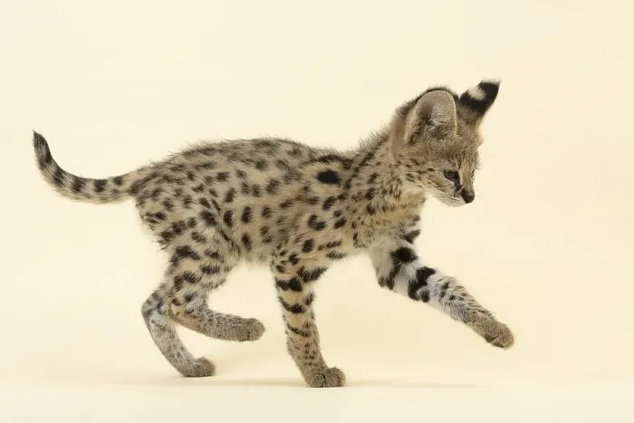 Framed Print : Serval (Leptailurus serval), juvenile Framed Print : Serval (Leptailurus serval), juvenile