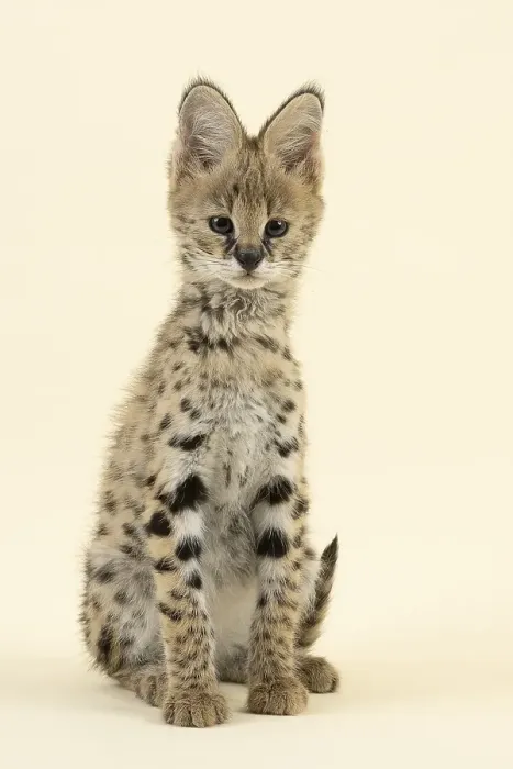 Framed Print : Serval (Leptailurus serval), juvenile Framed Print : Serval (Leptailurus serval), juvenile