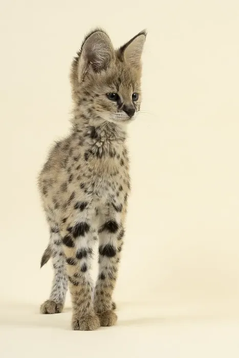 Framed Print : Serval (Leptailurus serval), juvenile Framed Print : Serval (Leptailurus serval), juvenile