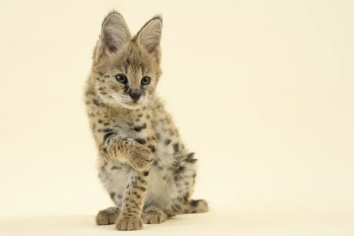 Framed Print : Serval (Leptailurus serval), juvenile Framed Print : Serval (Leptailurus serval), juvenile
