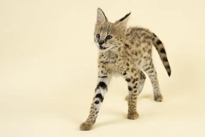 Framed Print : Serval (Leptailurus serval), juvenile