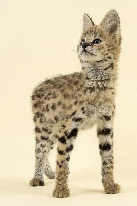 Framed Print : Serval (Leptailurus serval), juvenile Framed Print : Serval (Leptailurus serval), juvenile