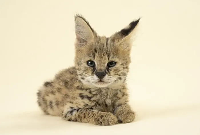 Framed Print : Serval (Leptailurus serval), juvenile Framed Print : Serval (Leptailurus serval), juvenile