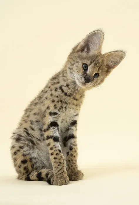 Framed Print : Serval (Leptailurus serval), juvenile