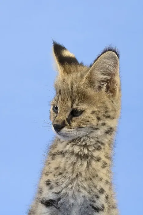 Framed Print : Serval (Leptailurus serval), juvenile