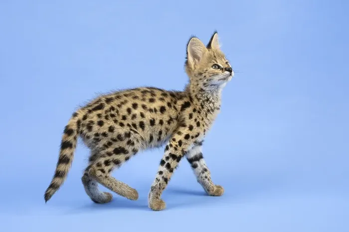 Framed Print : Serval (Leptailurus serval), juvenile Framed Print : Serval (Leptailurus serval), juvenile