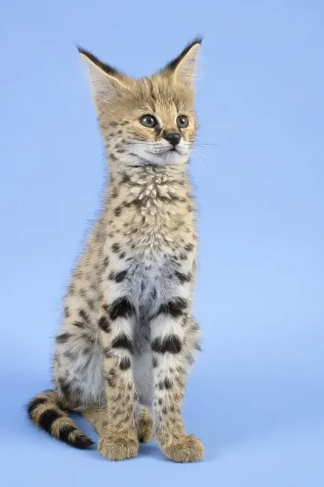 Framed Print : Serval (Leptailurus serval), juvenile