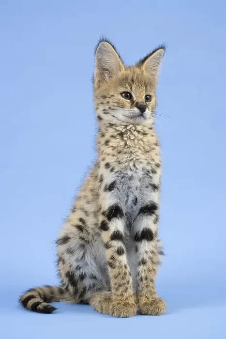 Framed Print : Serval (Leptailurus serval), juvenile Framed Print : Serval (Leptailurus serval), juvenile