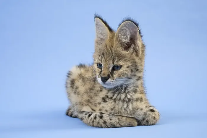 Framed Print : Serval (Leptailurus serval), juvenile