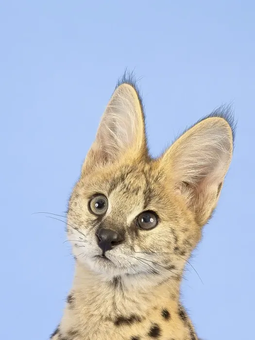 Framed Print : Serval (Leptailurus serval), juvenile Framed Print : Serval (Leptailurus serval), juvenile