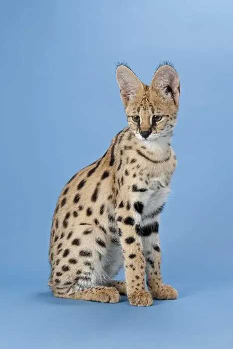 Framed Print : Serval (Leptailurus serval), juvenile Framed Print : Serval (Leptailurus serval), juvenile
