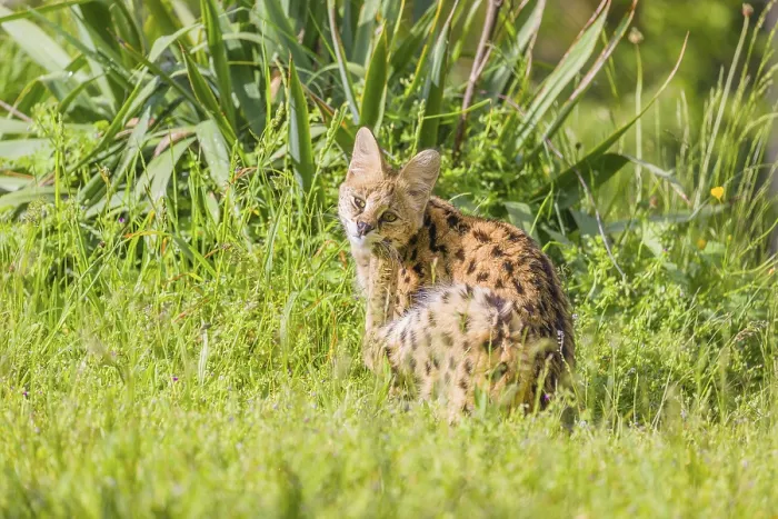 Framed Print : A serval, Leptailurus serval, sits on a green meadow on a sunny day and scratches himself with his left hind leg