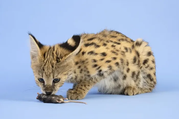 Framed Print : Serval (Leptailurus serval), sniffing mouse Framed Print : Serval (Leptailurus serval), sniffing mouse