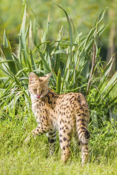 Framed Print : A serval, Leptailurus serval, stands on a green meadow on a sunny day