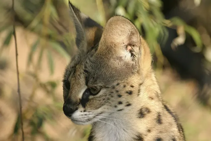 Framed Print : Serval portrait