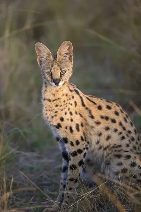 Framed Print : Serval, servals (Leptailurus serval) predators