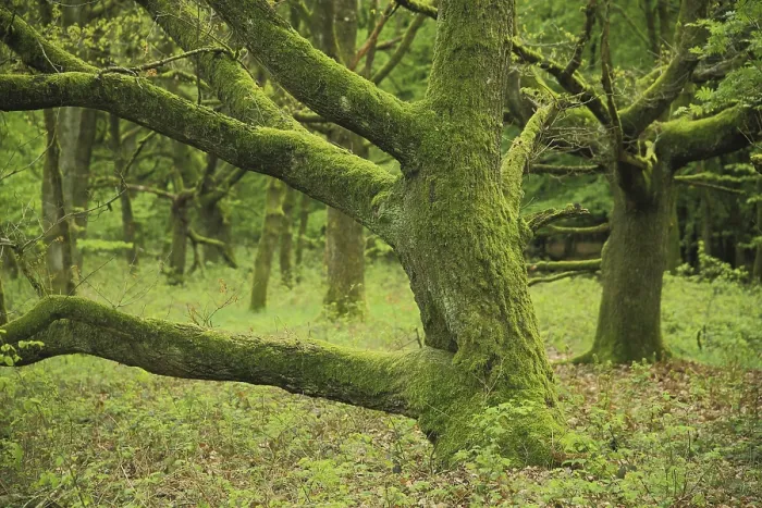 Framed Print : Sessile Oak (Quercus petraea), gnarled Framed Print : Sessile Oak (Quercus petraea), gnarled