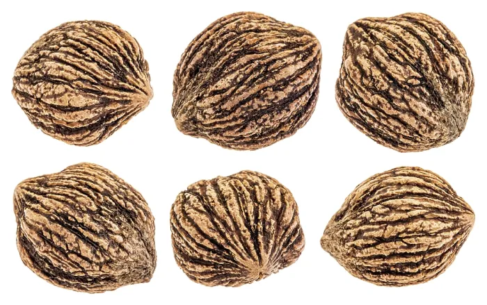 Framed Print : Set of six organic black walnuts in shells isolated with clipping paths on white Framed Print : Set of six organic black walnuts in shells isolated with clipping paths on white