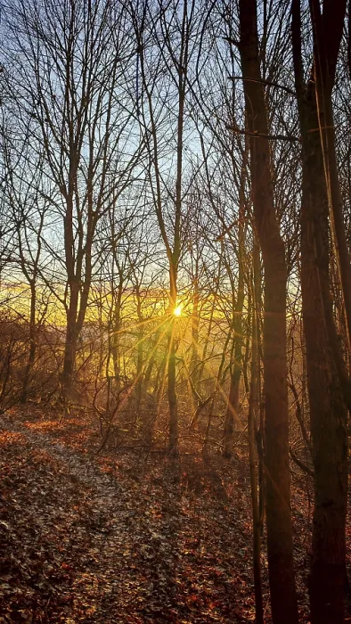 Framed Print : The setting sun flashes through the bare trees of a forest