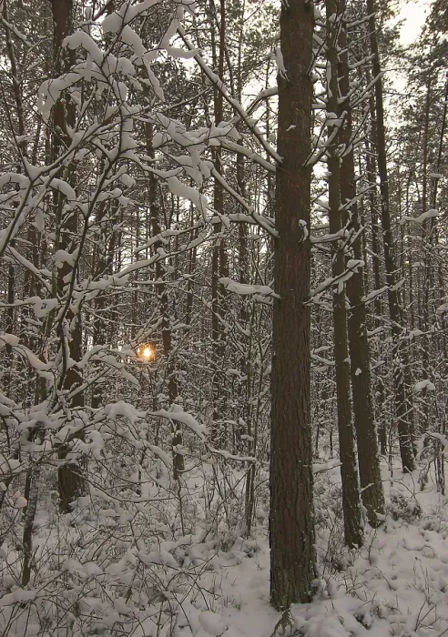 Framed Print : Setting sun shines through the trees of snow covered woods
