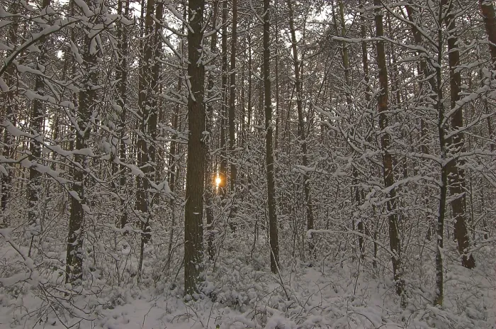 Framed Print : Setting sun shines through the trees of snow covered woods