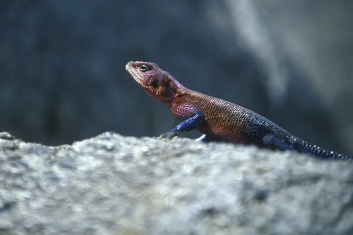 Framed Print : Settler's agama (Agama agama) Framed Print : Settler's agama (Agama agama)