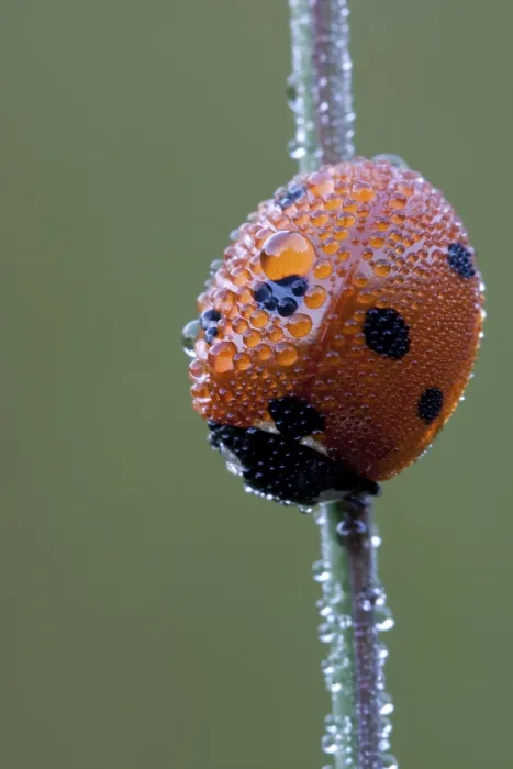 Framed Print : seven-spot ladybug (Coccinella septempunctata)