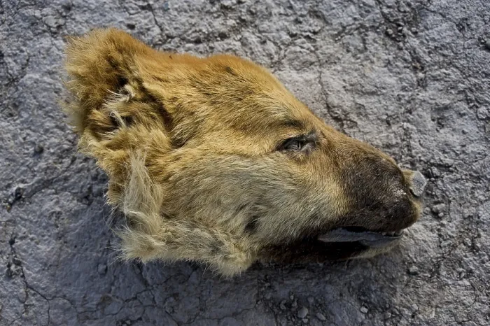 Framed Print : Severed dog head, animal cruelty in Tajikistan
