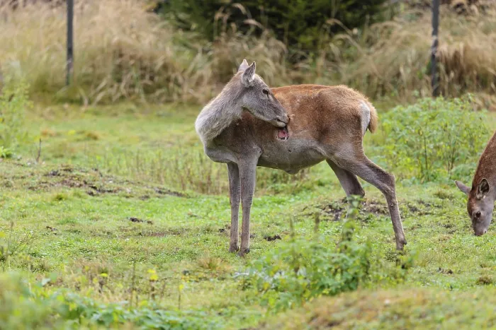 Framed Print : A severely injured red deer hind (Cervus elaphus) licks the large wounds on her chest Framed Print : A severely injured red deer hind (Cervus elaphus) licks the large wounds on her chest