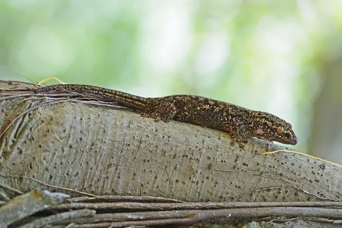 Framed Print : Seychelles bronze gecko (Ailuronyx seychellensis)