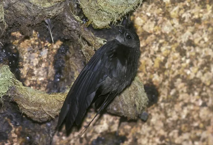Framed Print : Seychelles Cave Swiftlet (Collocalia francica)