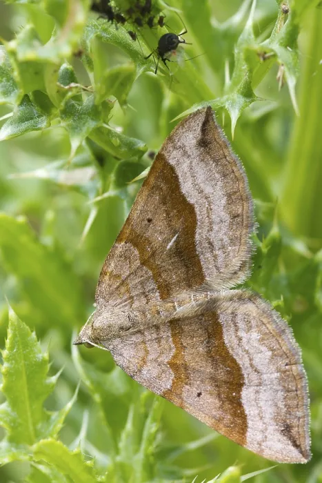 Framed Print : Shaded broad-bar (Scotopteryx chenopodiata) is a moth of the family Geometridae