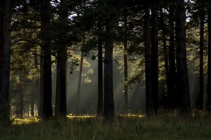 Framed Print : The shadow of the coniferous forest