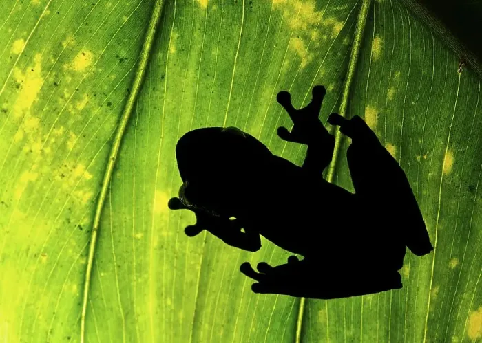 Framed Print : Shadow of Palm tree frog (Hypsiboas pellucens) Framed Print : Shadow of Palm tree frog (Hypsiboas pellucens)
