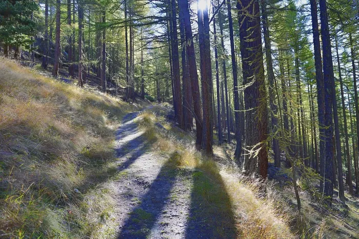 Framed Print : A shady forest trail with sunlight falling through the trees creates a relaxed atmosphere