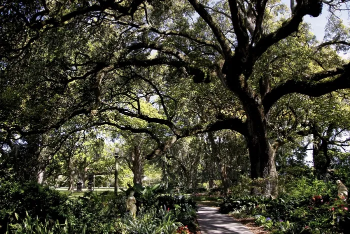 Framed Print : Shady path under large, sprawling trees, zero Framed Print : Shady path under large, sprawling trees, zero