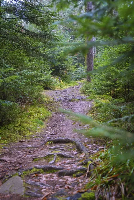 Framed Print : A shady path leads through a lush green forest Framed Print : A shady path leads through a lush green forest