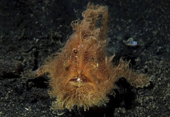 Framed Print : Shaggy frogfish (Antennarius hispidus) on sandy ground
